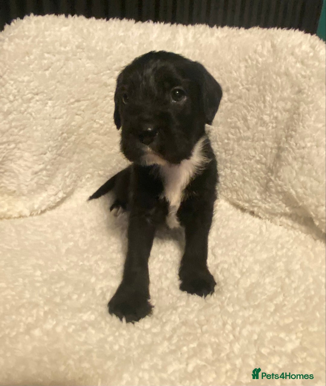 Mixed Breed dogs for sale: Staffypoos for sale - Image 8