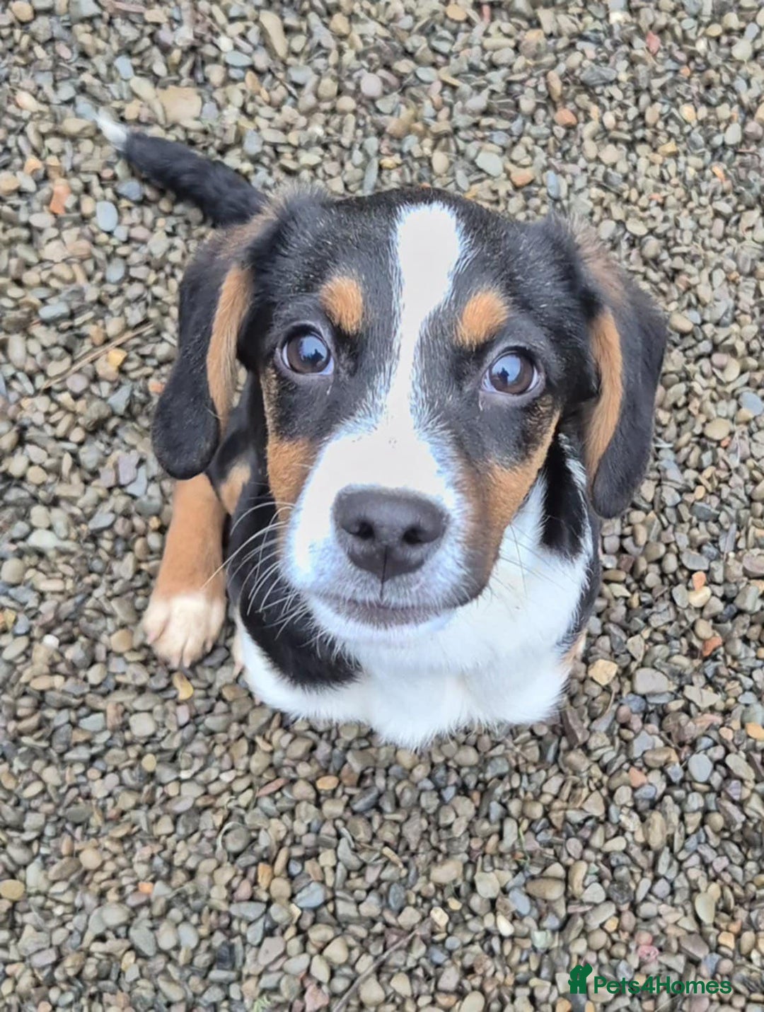 Mixed Breed dogs for adoption: Hope - In Ayr Looking for a home  - Advert 8