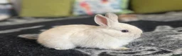 Netherland Dwarf rabbits for sale: Pure Netherland dwarf bunnies  in London - Advert 5
