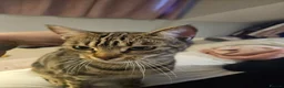 Mixed Breed cats for sale: Bengal X British blue kittens in Grimsby - Advert 1