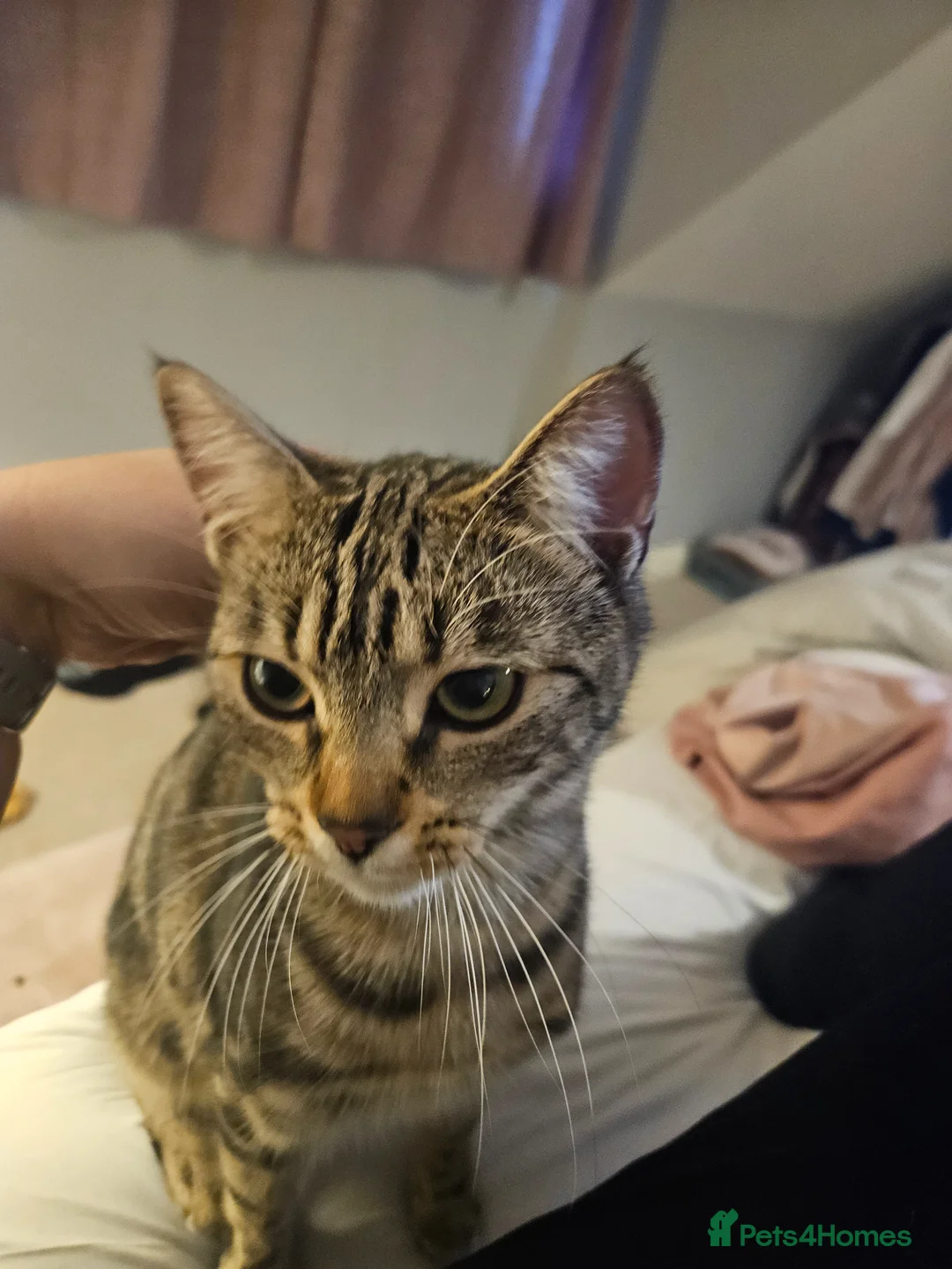 Mixed Breed cats for sale: Bengal X British blue kittens in Grimsby - Advert 1