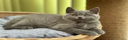 British Shorthair cats for sale: ✨ Stunning British Blue Girl | GCCF Registered  ✨ - Advert 5