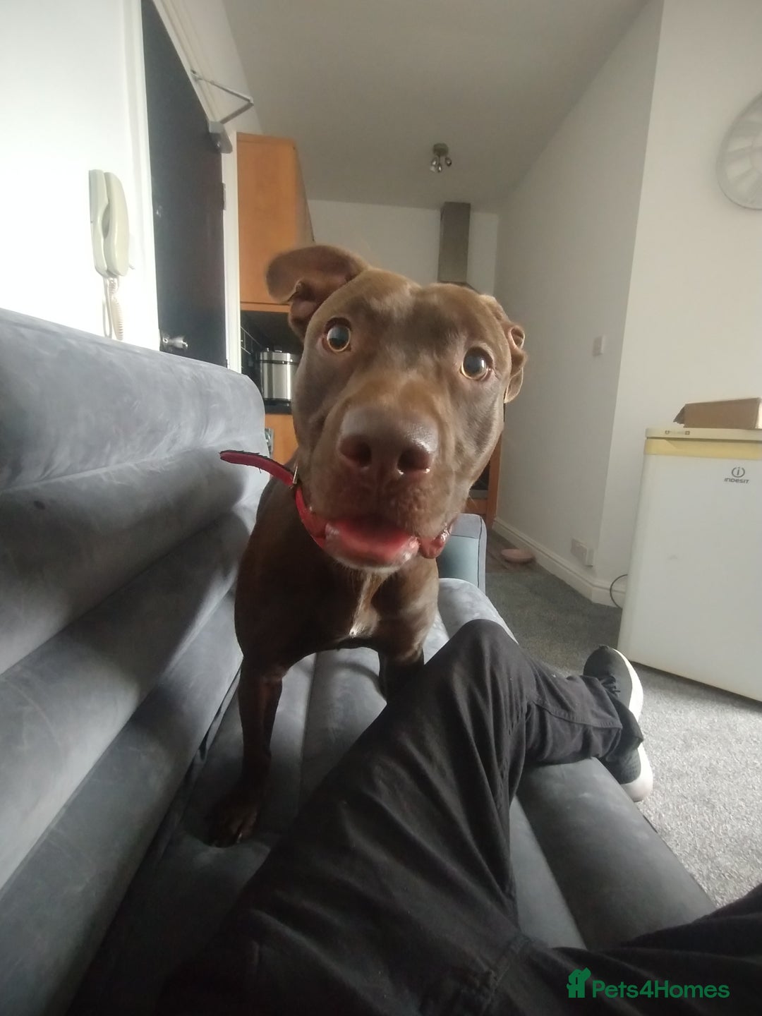 Mixed Breed dogs for sale: Beautiful 9 months old cross breed for sale  - Image 6