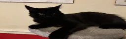Mixed Breed cats for sale: Absolutely lovely Twoey - Advert 1