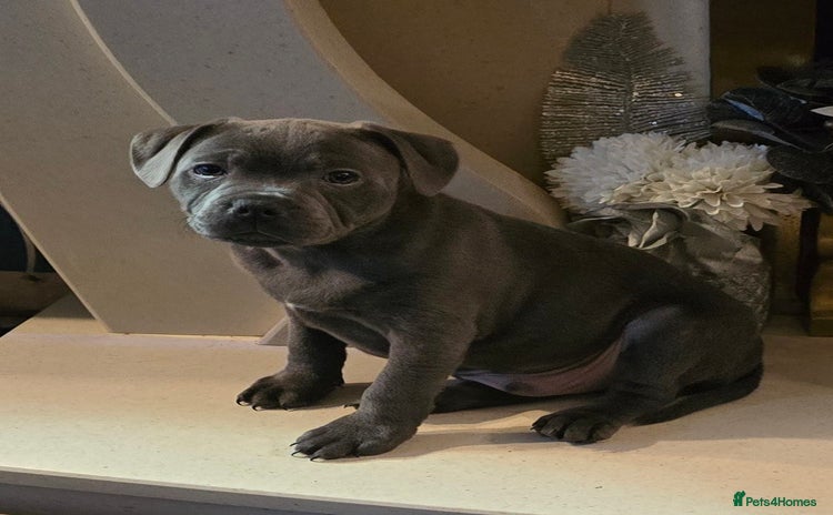 Staffordshire Bull Terrier dogs - Advert 7