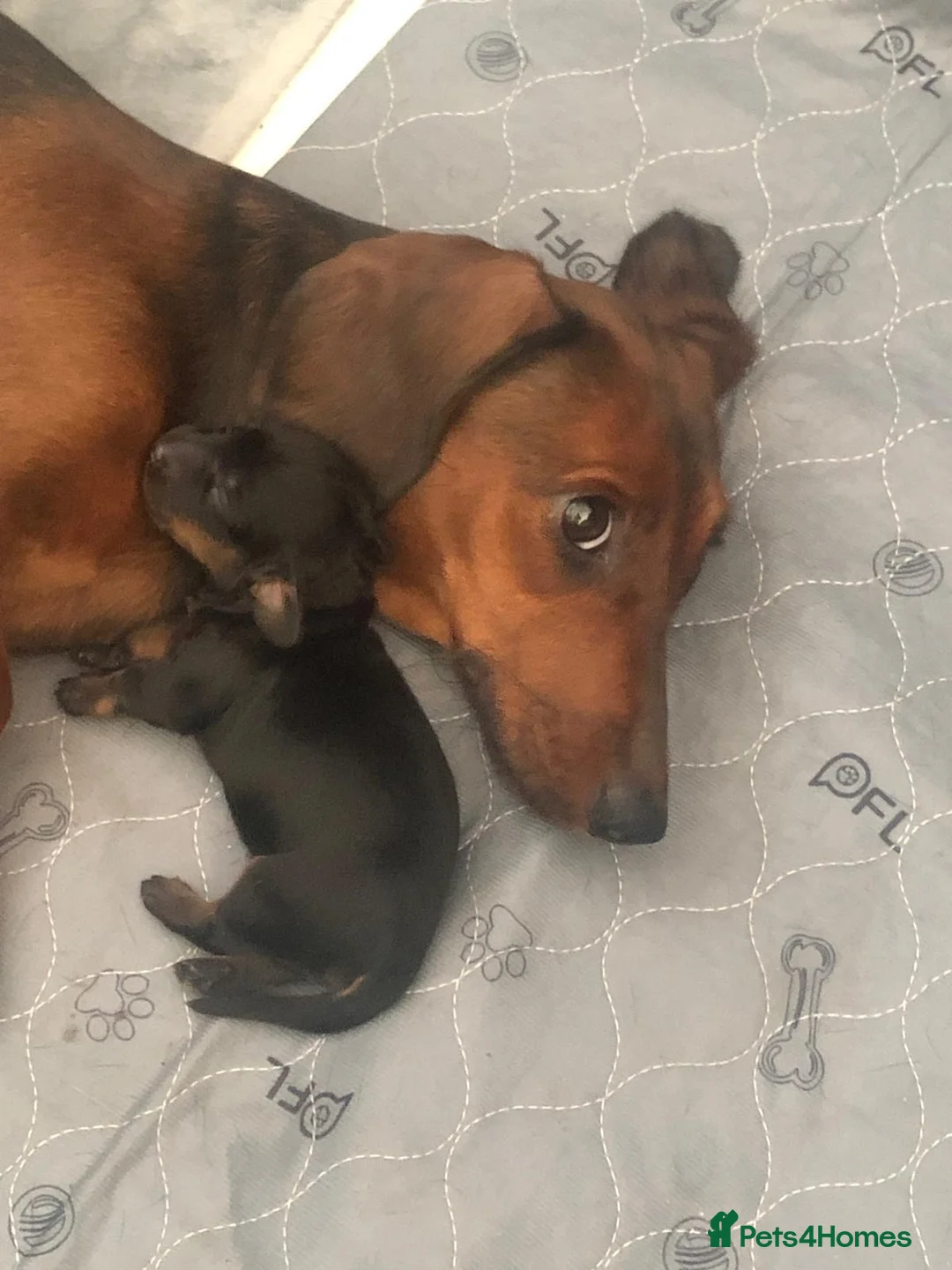 Miniature Dachshund dogs for sale: 🐾 GORGEOUS DACHSHUND PUPPIES 🐾 - Advert 1