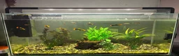 Danios fish for sale: 120 litre fish tank all everything included  in Halifax - Advert 1