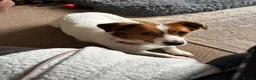 Mixed Breed dogs for adoption: Gregory for adoption in Leigh-on-Sea - Advert 14