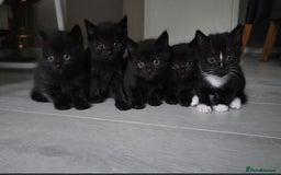 Mixed Breed cats for sale: Half british shorthair kitten - Image 7