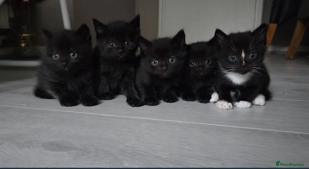 Mixed Breed cats for sale: Half british shorthair kitten - Image 7