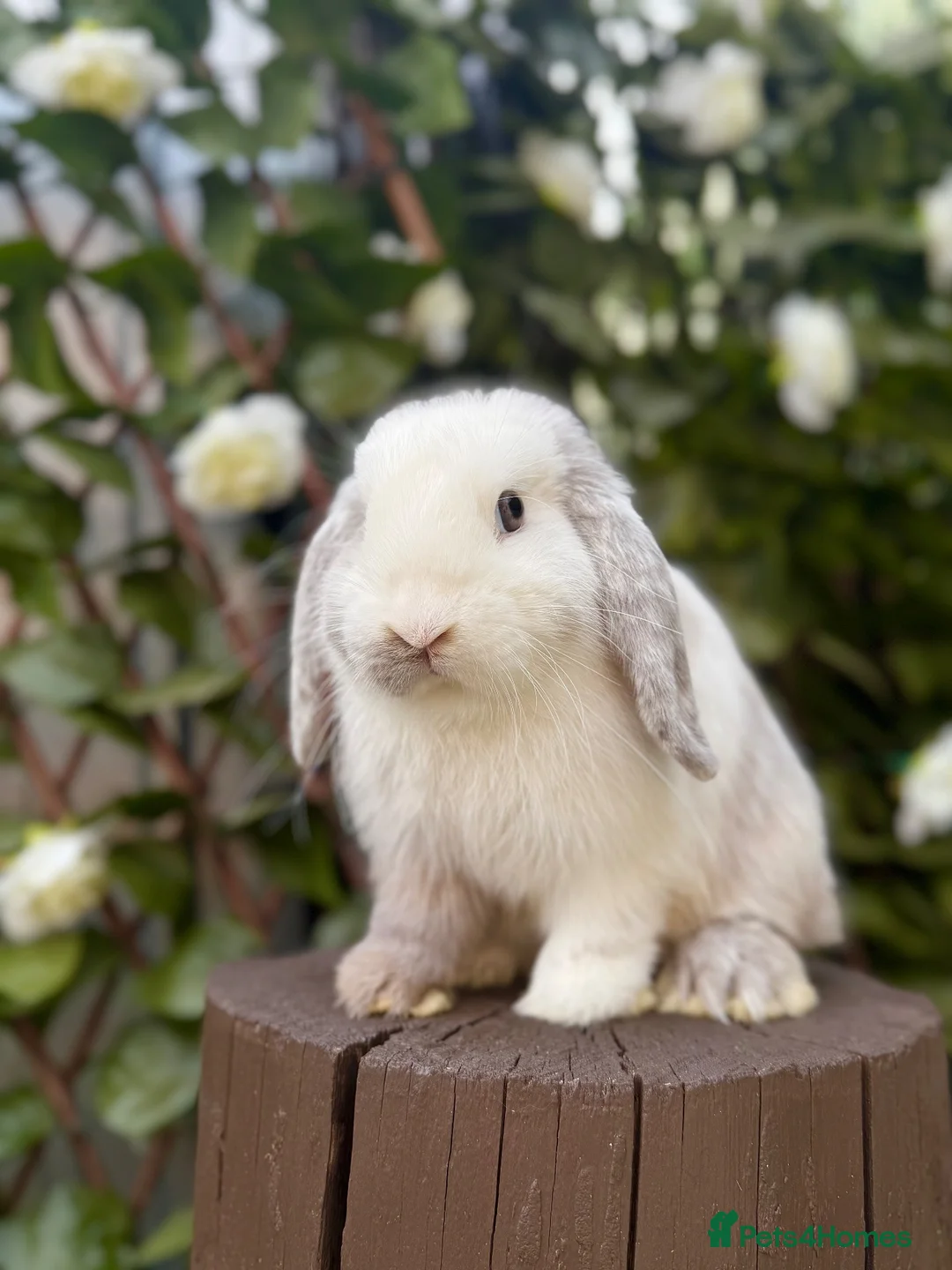 Mini Lop rabbits for sale: Mini Lop Female Chocolate Magpie - Advert 2