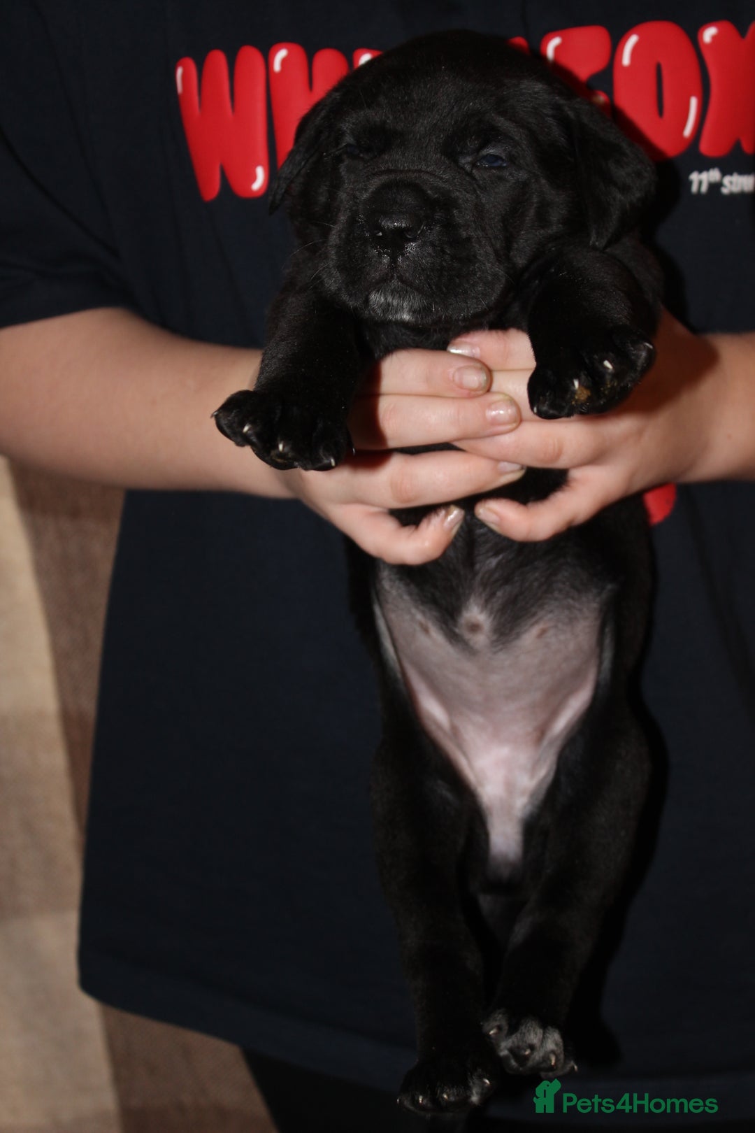 Cane Corso dogs for sale: Cane Corso Puppies from Exceptional Bloodlines, - Advert 15