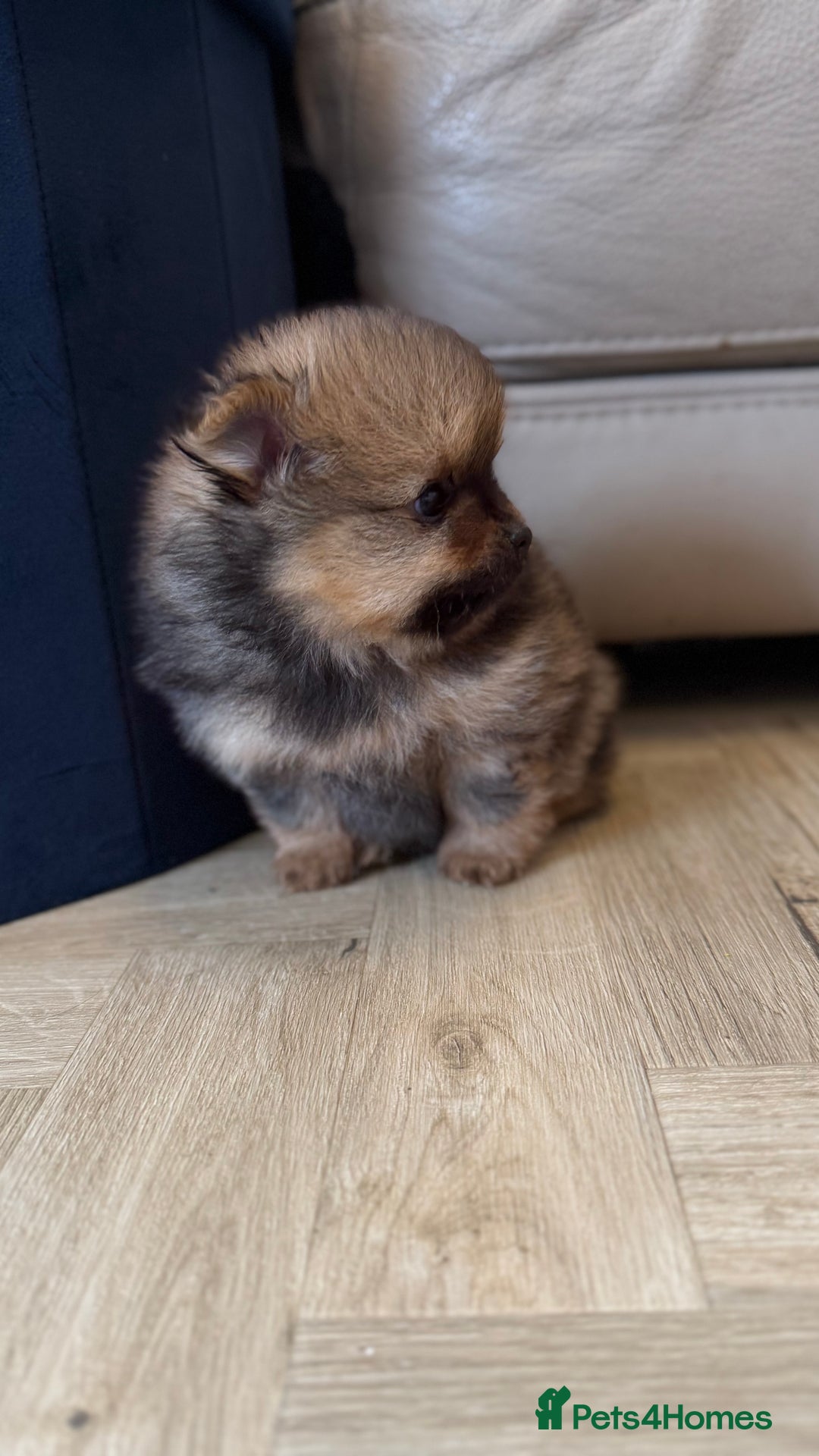 German Spitz dogs for sale: KC Reg Show Type German Spitz (Klein) For Sale. - Image 27