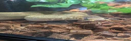 Python Snake reptiles for sale: 2 x royal pythons for sale/rehome in Coalville - Advert 6
