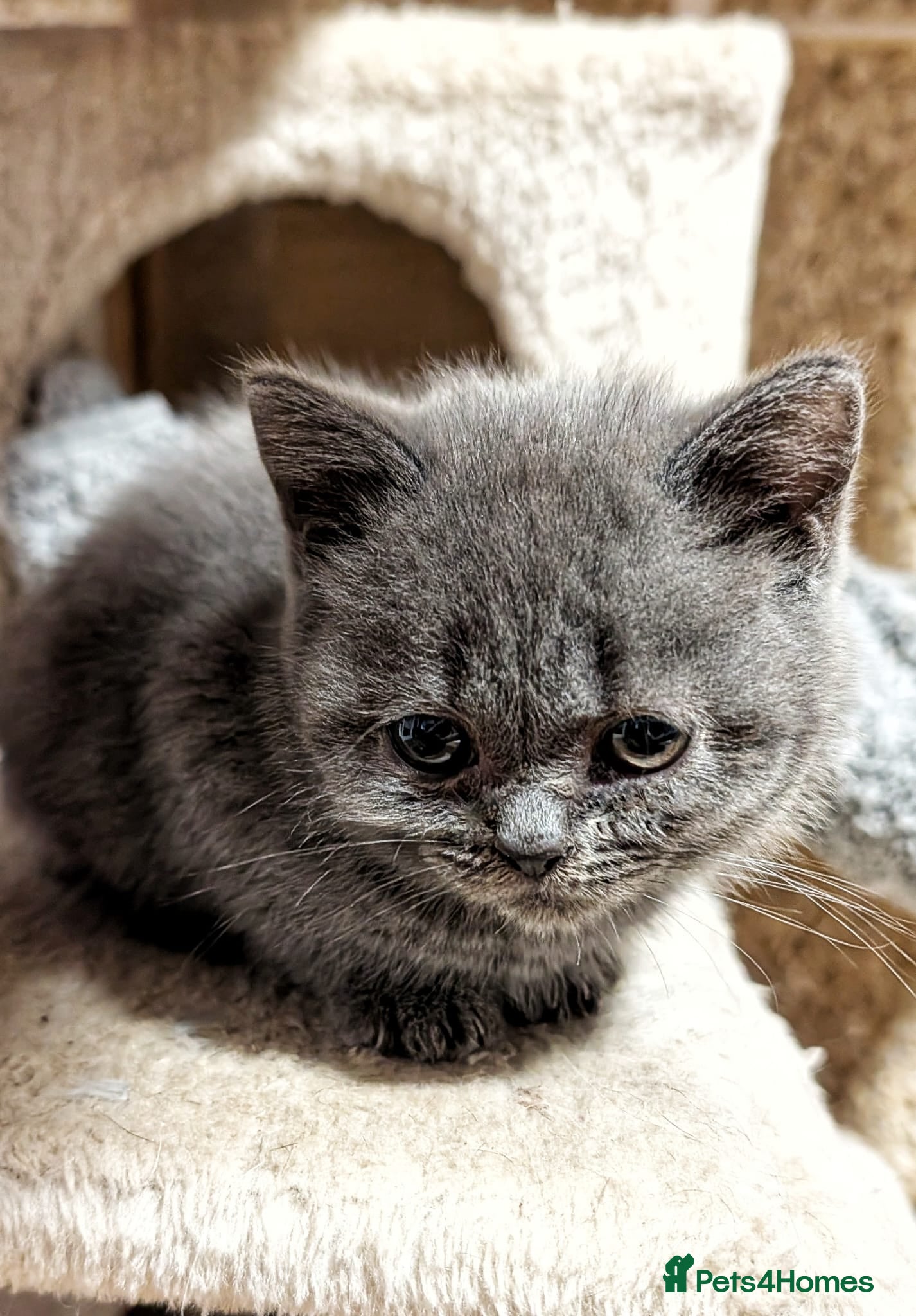 British Shorthair cats Beautiful British Shorthair kittens ready now - Advert 1