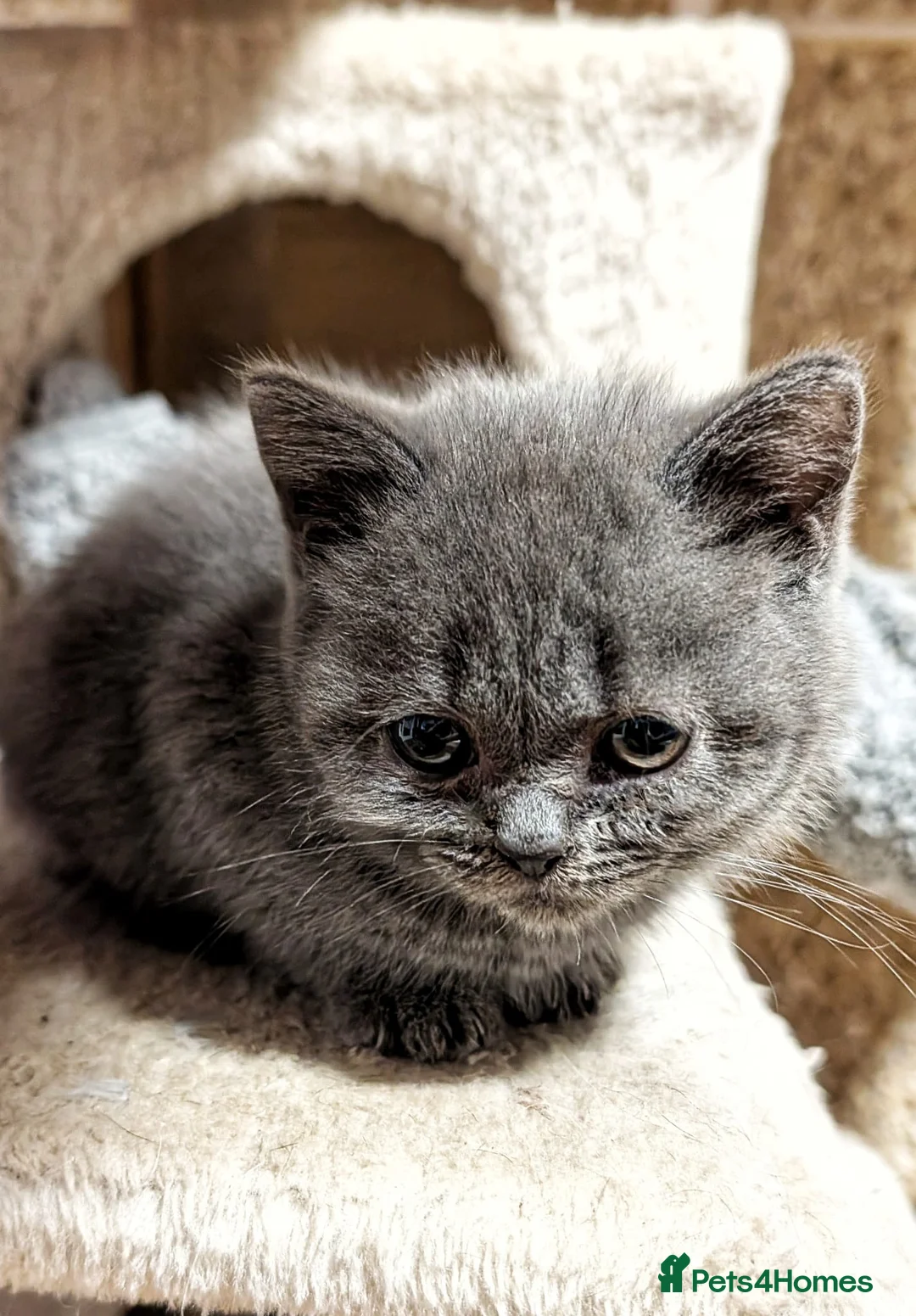 British Shorthair cats for sale: Beautiful British Shorthair kittens ready now - Advert 1