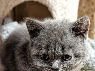 British Shorthair cats Beautiful British Shorthair kittens ready now - Advert 3