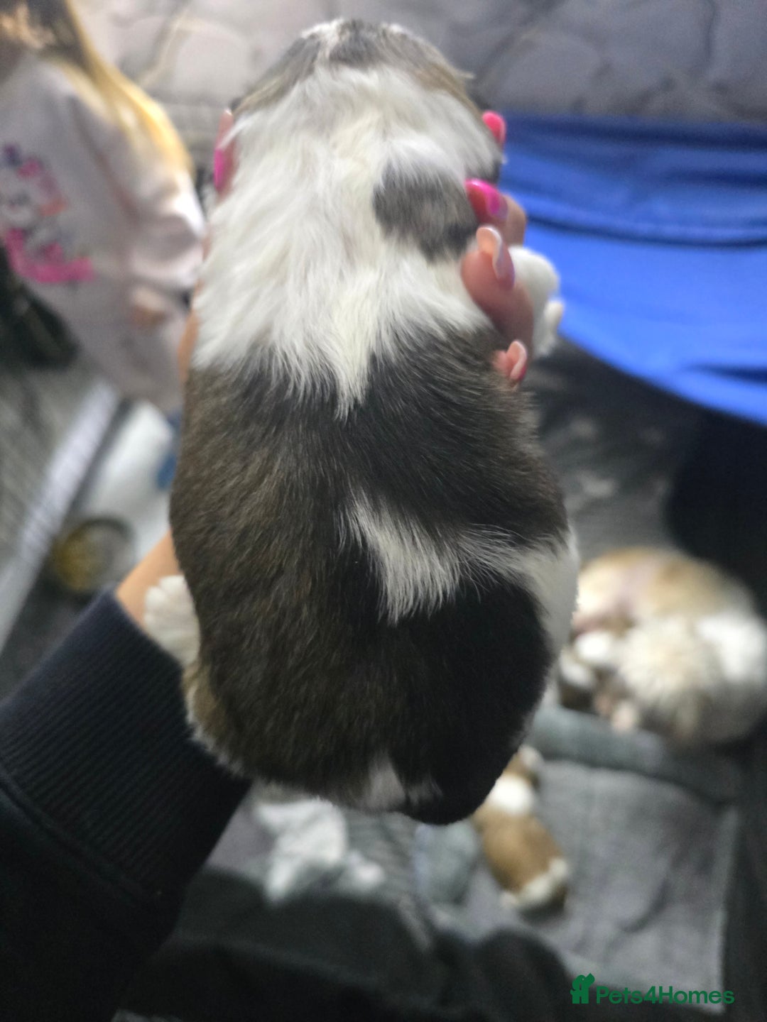 Shih Tzu dogs for sale: 3 chunky beautiful boy avaliable  - Advert 8