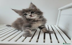Maine Coon cats for sale: Tica registered maine coon kittens  - Image 7