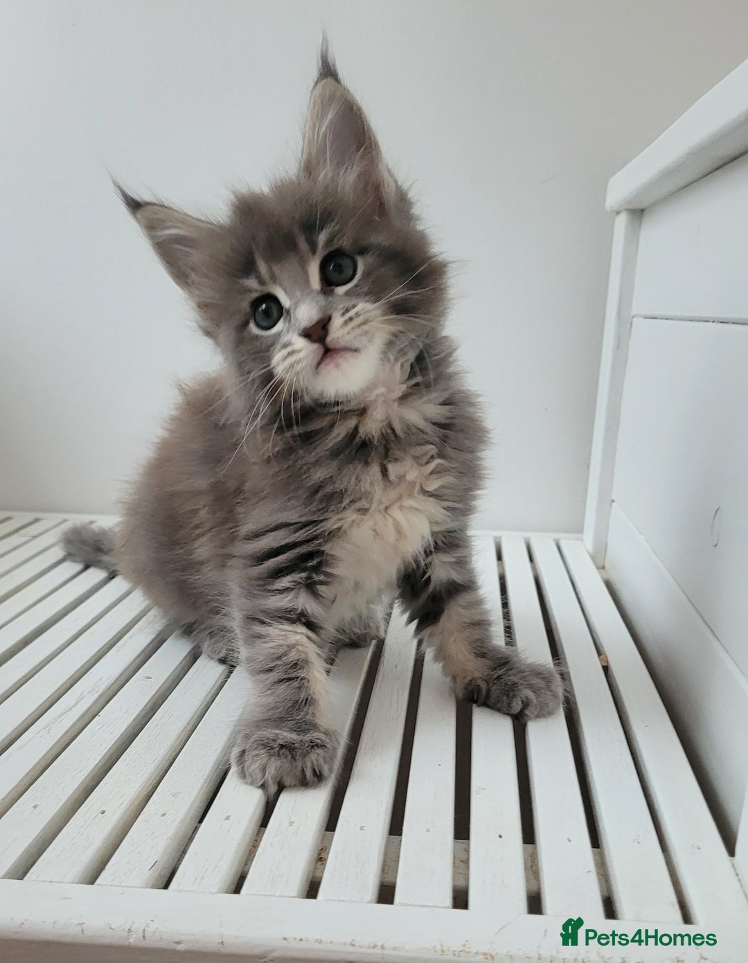 Maine Coon cats for sale: Tica registered maine coon kittens  - Image 7