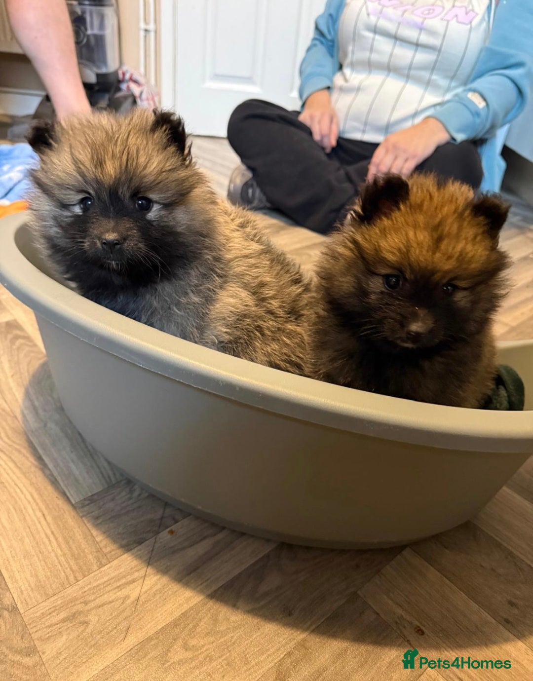 Pomeranian dogs for sale: Beautiful little pomeranians - Advert 9