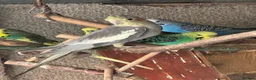Cockatiels birds for sale: Cockateils  in Leicester - Advert 4
