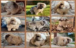 Mini Lop rabbits for sale: Mini Lop Baby Buns 🌸 TWO REMAINING! - Image 10