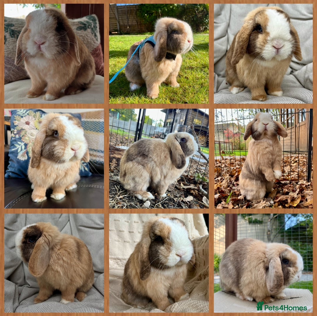 Mini Lop rabbits for sale: Mini Lop Baby Buns 🌸 TWO REMAINING! - Image 10