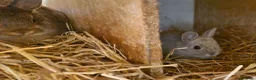 Netherland Dwarf rabbits for sale: Cute cheeky little netherland dwarf babies-2m left - Advert 3