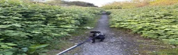Mixed Breed dogs for sale: Dallas the cocker sausage cross  - Advert 6