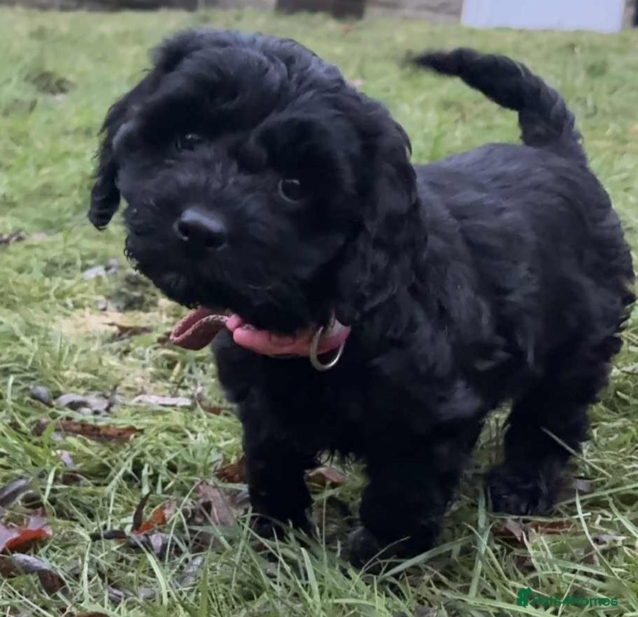 Cockapoo dogs F1 small Cockerpoo/ Cockapoo Black Girl  - Advert 6