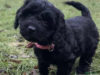 Cockapoo dogs F1 small Cockerpoo/ Cockapoo Black Girl - Advert 2