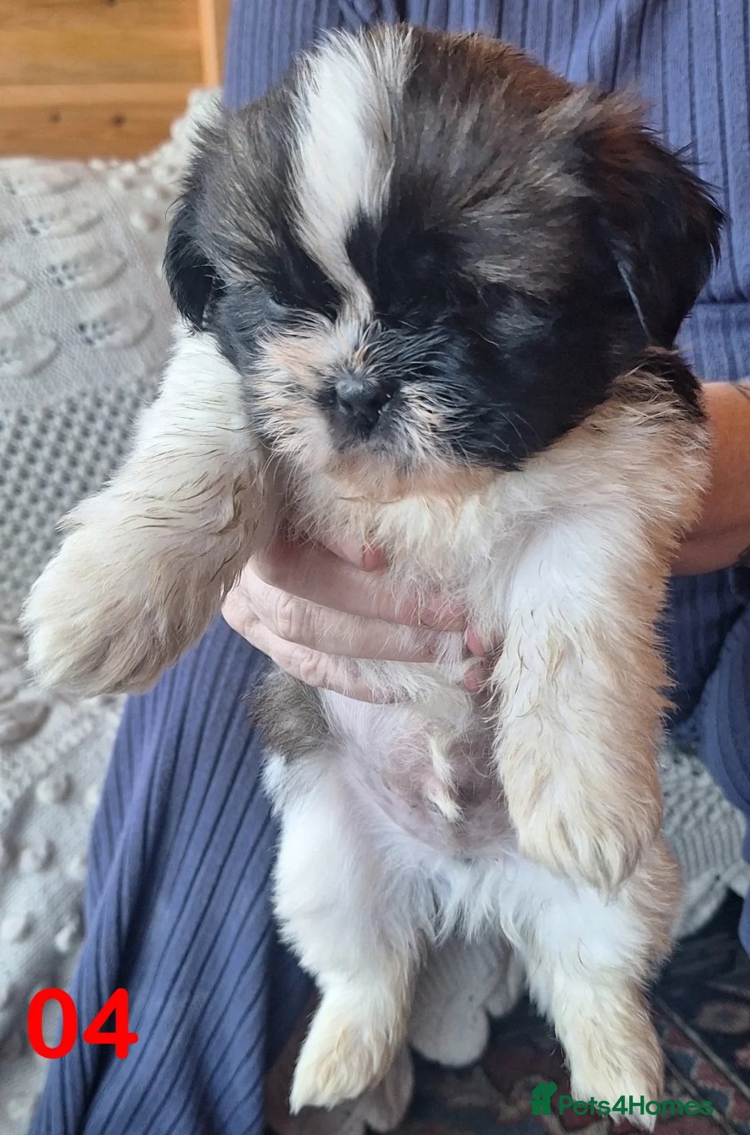 Shih Tzu dogs for sale: Shih-Tzu X Puppies 2xMale - Advert 2