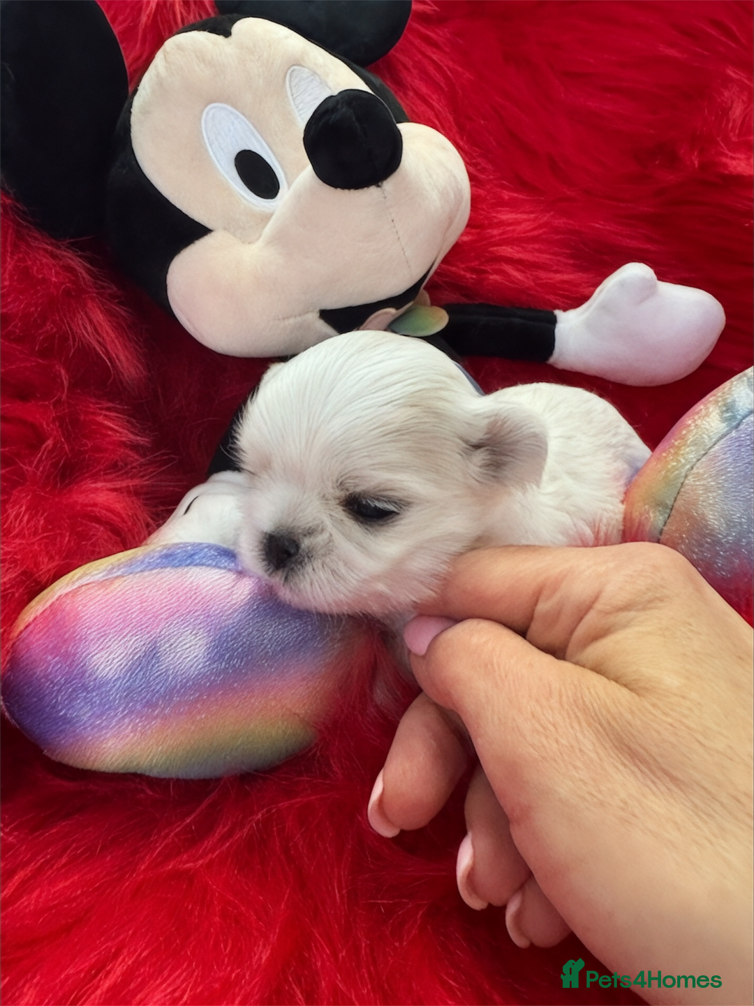 Maltese dogs for sale: 🌟Maltedoll Tiny Korean Maltese KC Reg🌟 - Image 4