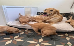 Golden Retriever dogs for sale: ⭐️Fantastic⭐️KC Reg Puppy⭐️Healthy Golden Ret - Image 12