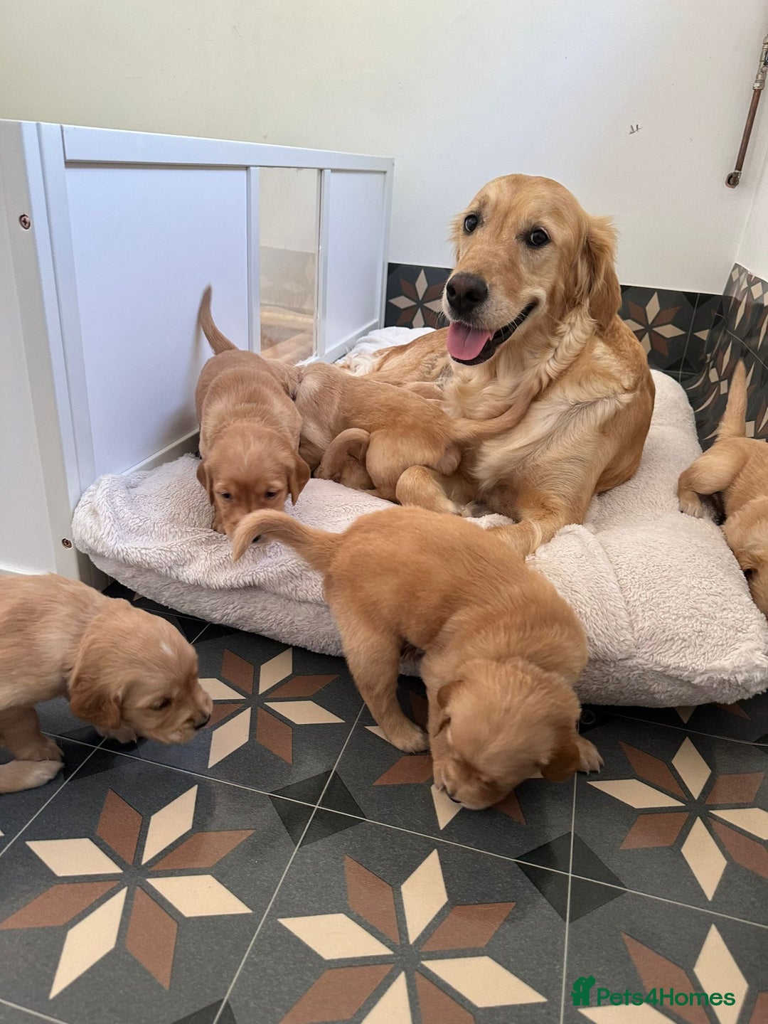 Golden Retriever dogs for sale: ⭐️Fantastic⭐️KC Reg Puppy⭐️Healthy Golden Ret - Image 12