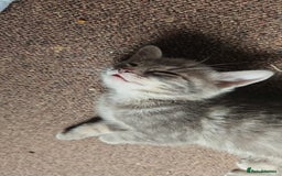 Domestic Shorthair cats for sale: Kittensss - Image 8