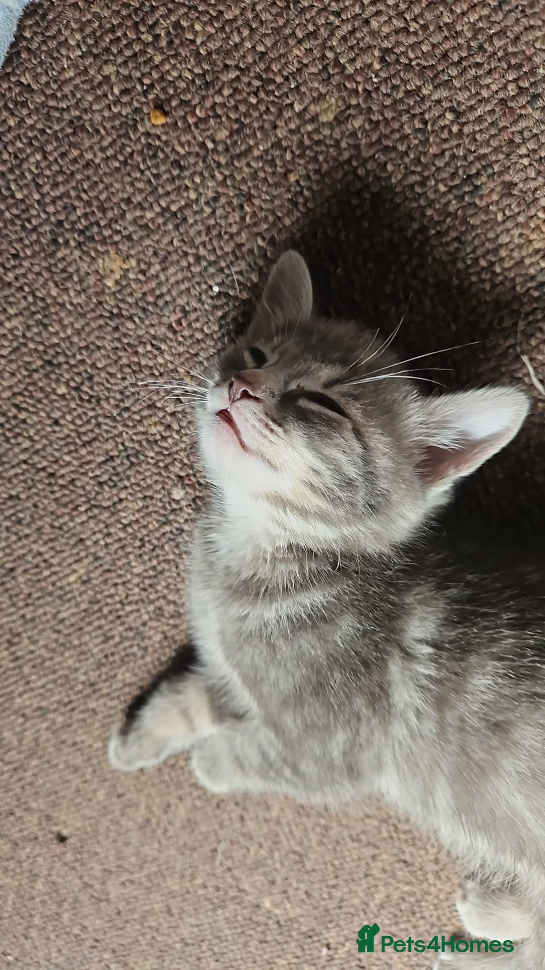 Domestic Shorthair cats for sale: Kittensss - Image 8