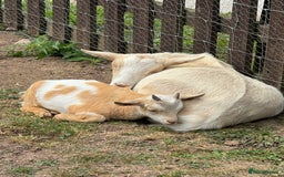 Goats livestock for sale: Adorable Baby Pygmy Goats for sale  - Image 2