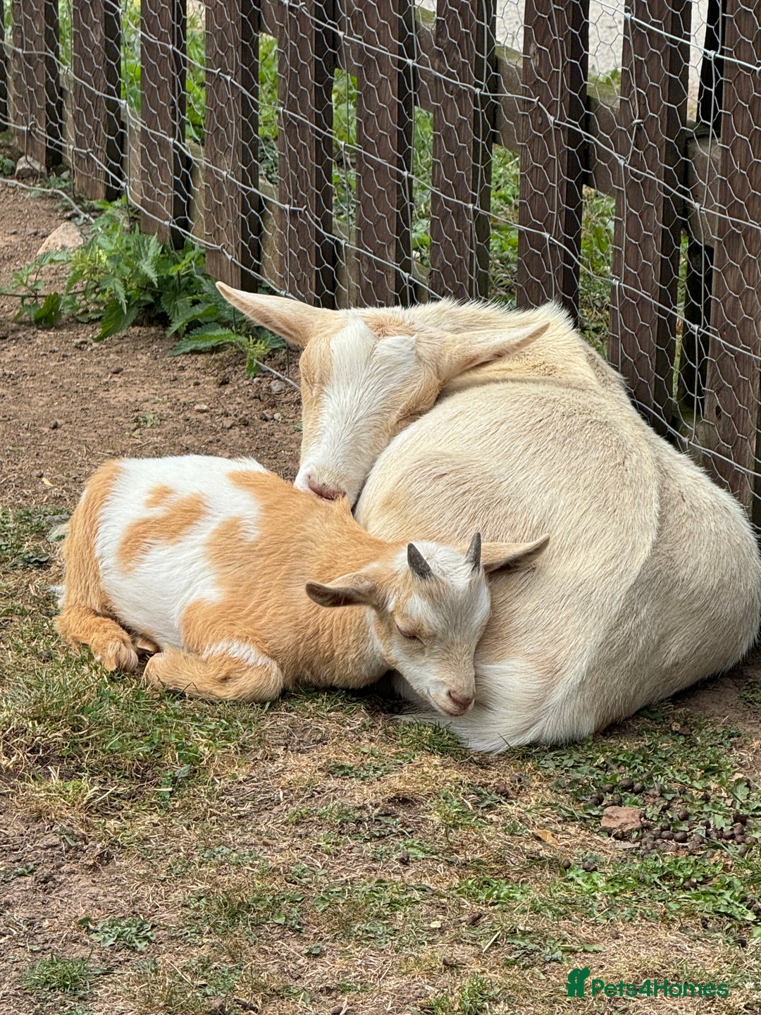 Goats livestock for sale: Adorable Baby Pygmy Goats for sale  - Image 2