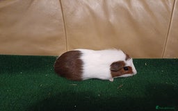 Guinea Pig rodents for sale: Adorable Female Baby Guinea Pigs - Image 7