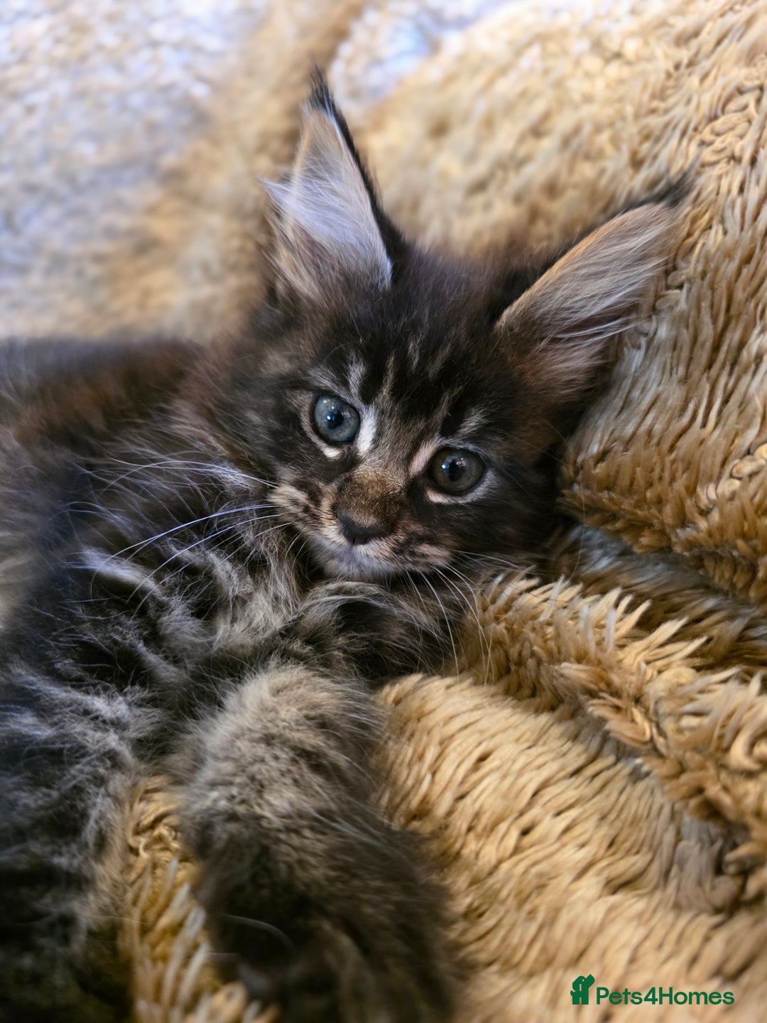 Maine Coon cats for sale: Stunning GCCF Registered Maine Coon kittens  - Image 8