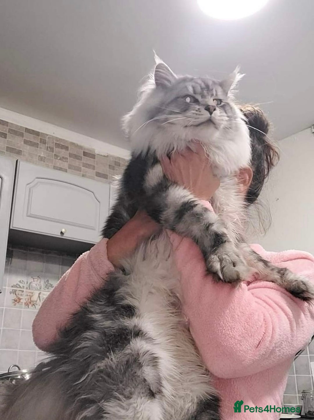 Maine Coon cats for sale: Maine Coon x Ragdoll Mix Kittens  Ready 27 Aug! 🐾 - Image 20