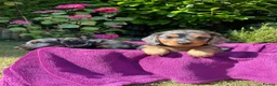 Miniature Dachshund dogs for sale: Miniature long haired dachshunds - Advert 2