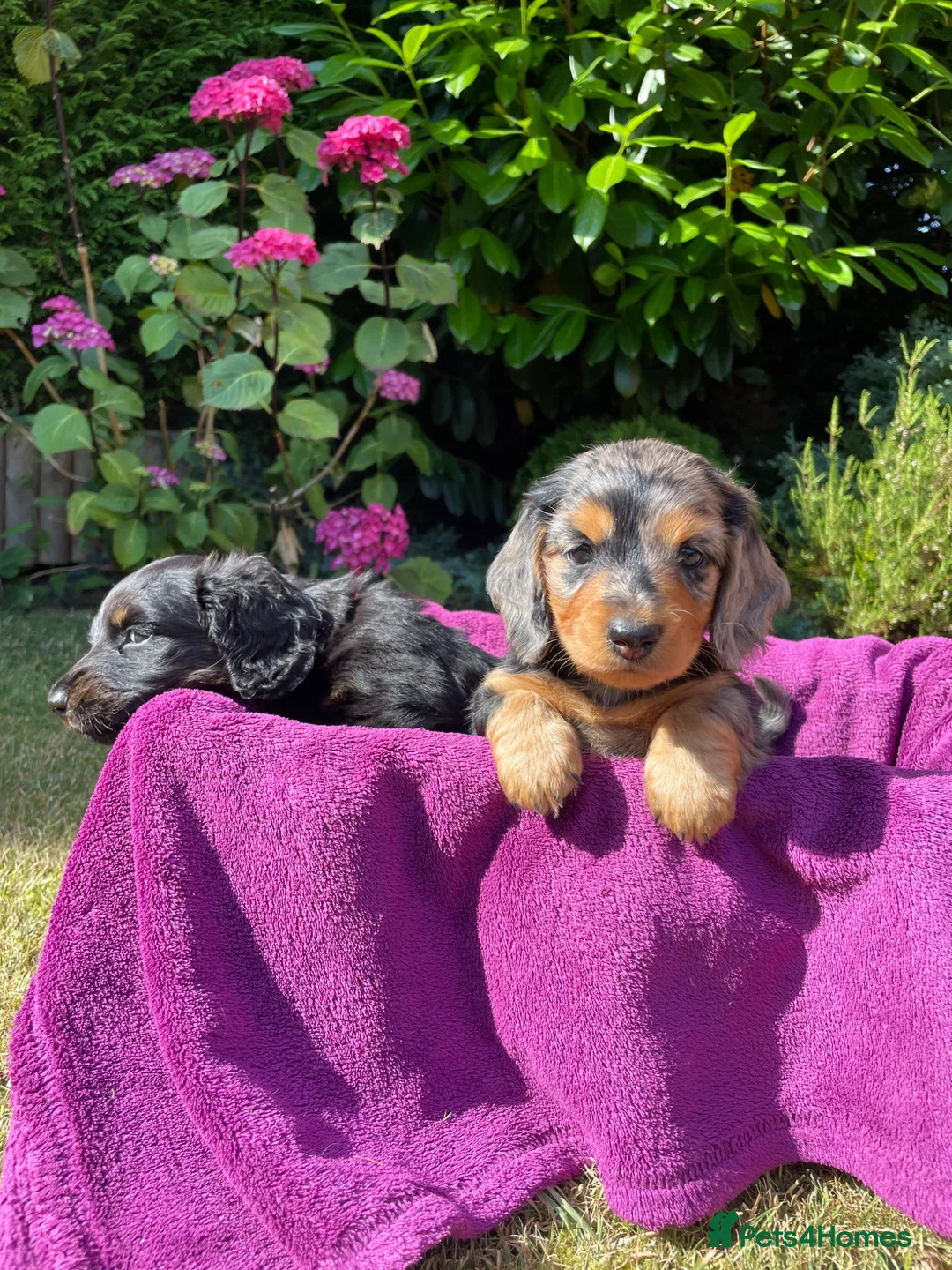 Miniature Dachshund dogs for sale: Miniature long haired dachshunds - Advert 2