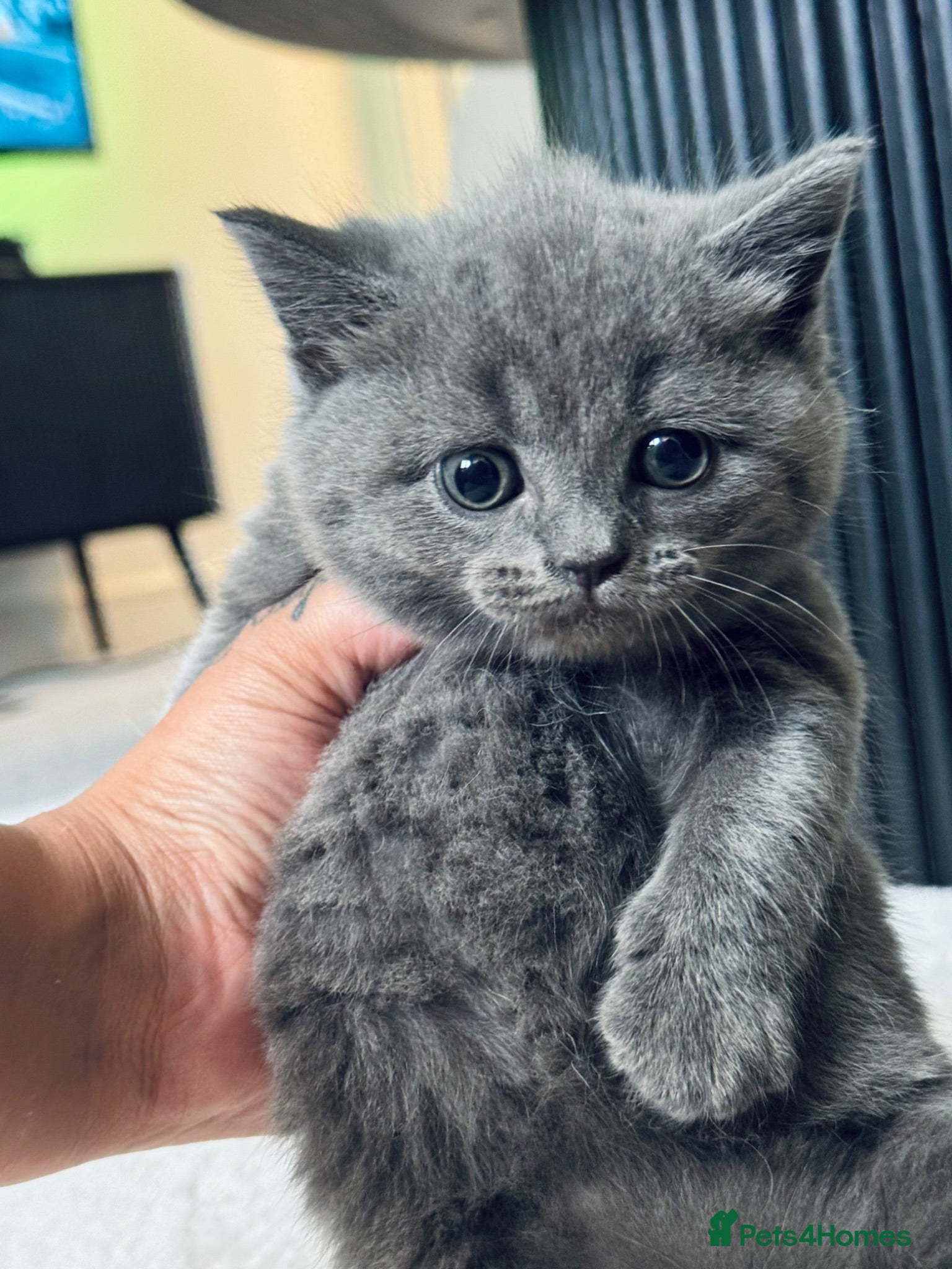 British Shorthair cats British short hair kittens  - Advert 14