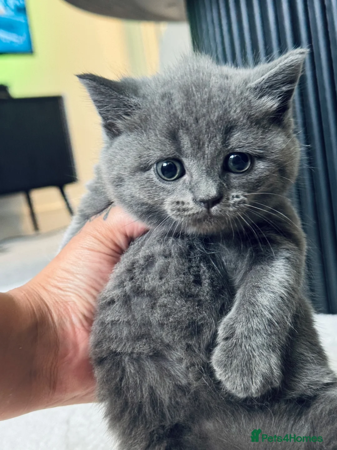 British Shorthair cats for sale: British short hair kittens  - Advert 2