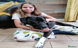 Mixed Breed dogs for adoption: 💙STEVIE-HANDSOME DALMATIAN CROSS BOY 💙 - Advert 5