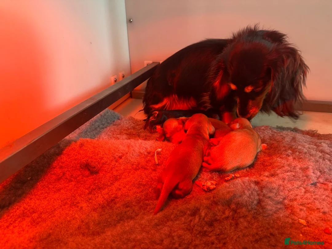 Miniature Dachshund dogs for sale: Kc Reg, Health Tested, IVDD Screened Mum  - Advert 2