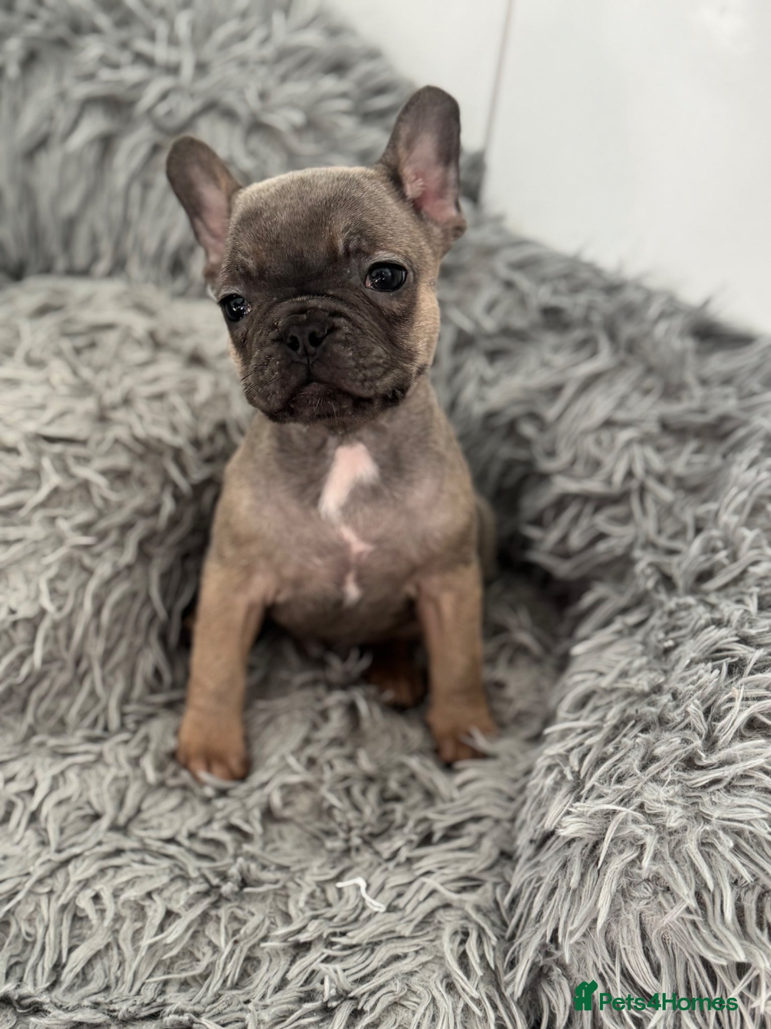French Bulldog dogs Last girl Available 🩷🩷 French bulldog pup. - Advert 2
